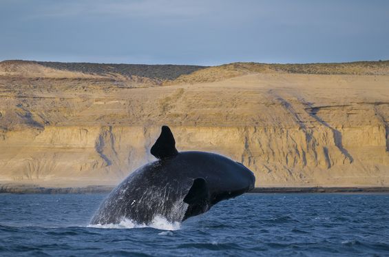 Osservare le balene