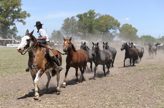 Imparare di più sui Gauchos