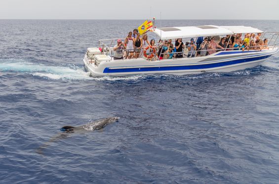 Osservare gli animali marini nel loro ambiente naturale