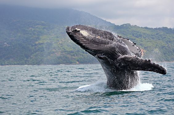 Osservare le balene e i delfini