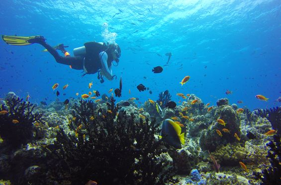 Tuffarsi nell’Oceano Pacifico