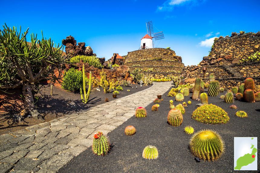 Il giardino di cactus