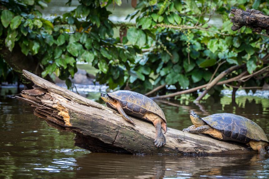 Il villaggio di Tortuguero