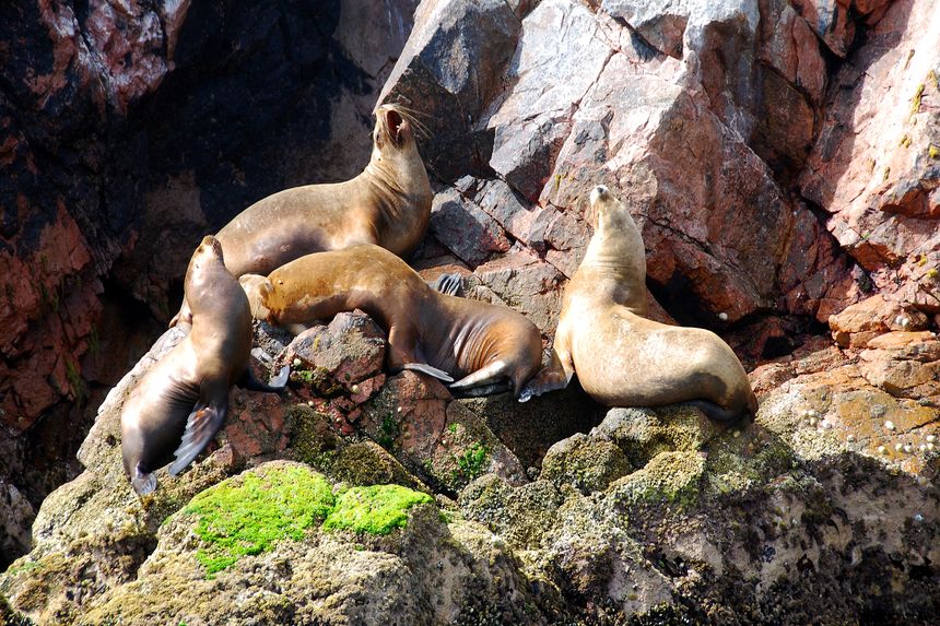 Islas Ballestas