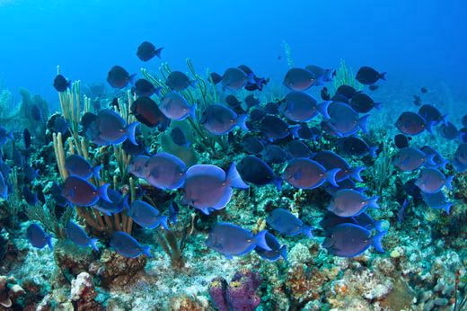 plongee Isole Cayman