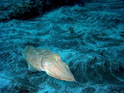 plongee Isole Canarie