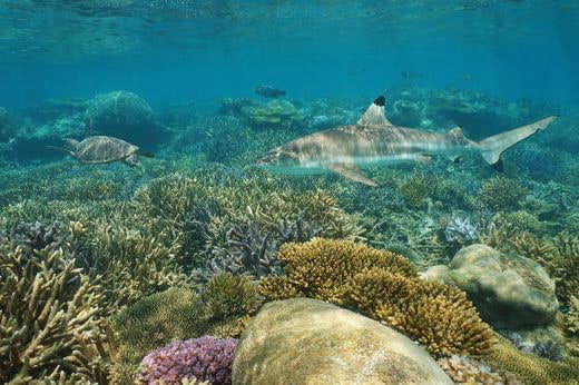 plongee Nuova Caledonia