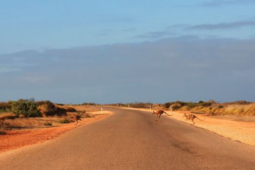 viaggio safari Australia