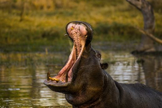 viaggio safari Botswana