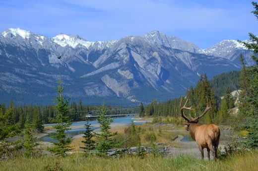 viaggio safari Canada