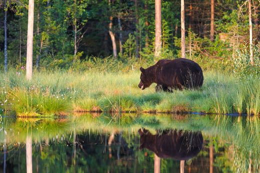 viaggio safari Finlandia