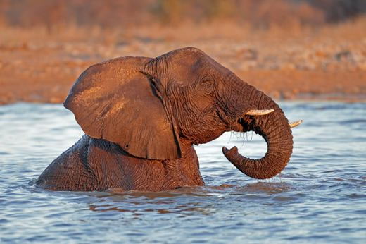 viaggio safari Namibia