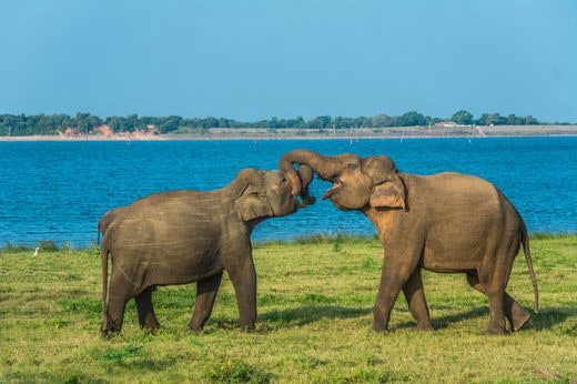 viaggio safari Sri Lanka