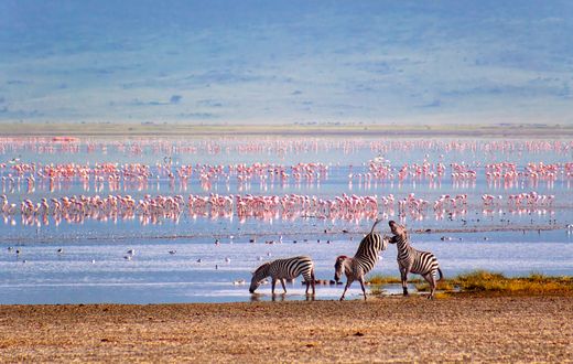 viaggio safari Tanzania