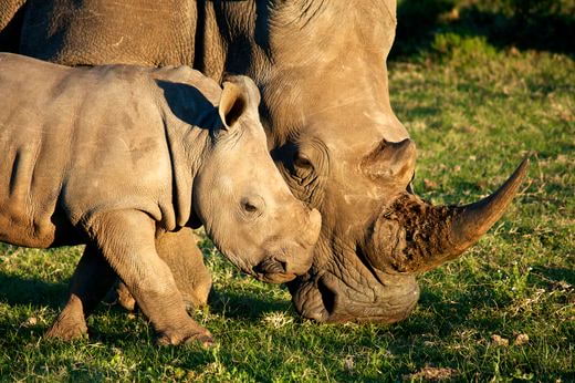 viaggio safari Zimbabwe