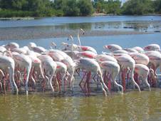 Partir FRANCIA : CAMARGUE