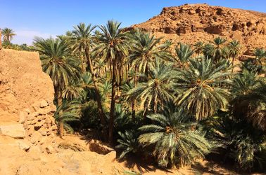 L'oasis de Taghit