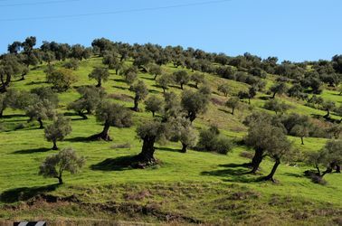 Les oliviers de la région de Malaga