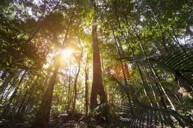 Forêt tropicale de Cairns