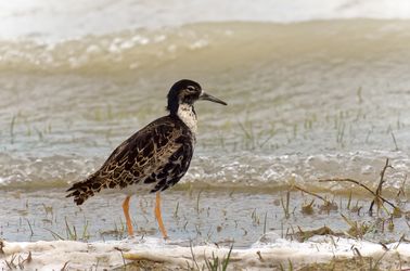 Les oiseaux du parc national du Neusiedler See