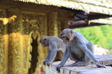 Les singes du Mont Popa