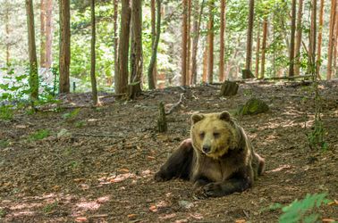 Le parc des ours de Belitza