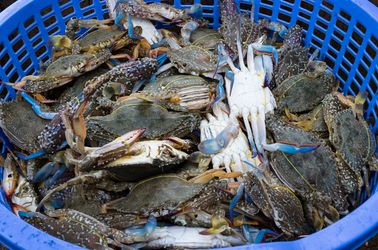 Crabe bleu de Kep