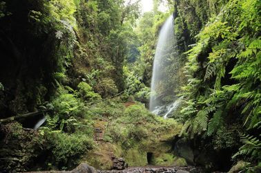 La forêt de Los Tilos à La Palma