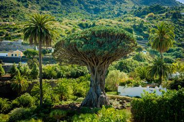 Le dragonnier millénaire d'Icod de los Vinos  à Tenerife