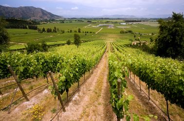 Les vignobles de la vallée de Colchagua