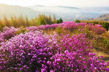 Chaîne de montagnes du Petit Khingan