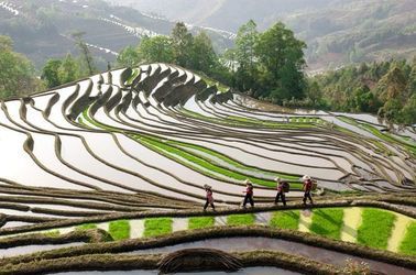 Rizières dans le Yunnan