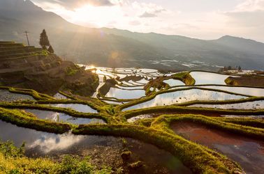 Les rizières du Yunnan