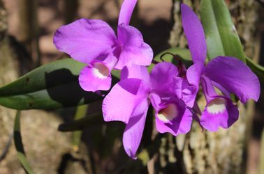 Les orchidées dans les arbres Guaria Morada dans le Parc de Rincon de la Vieja