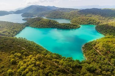 La forêt de pins de Mljet
