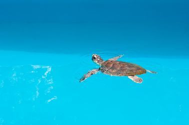 Une tortue dans le parc national de Brijuni 