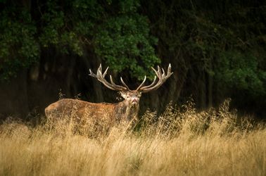 Le parc des cerfs Dyrehaven