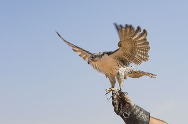 Aigle sacré