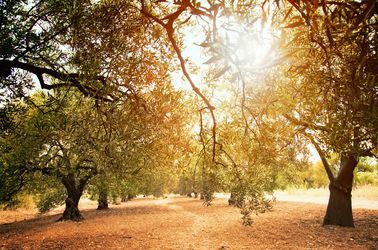 Les oliviers du Péloponnèse