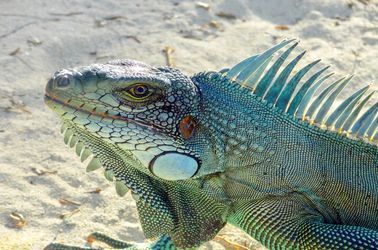 Iguane de la Guadeloupe 