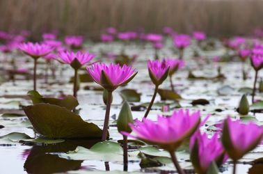 Lotus roses dans la réserve du Mai Po 