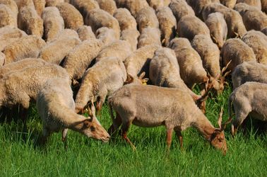 Moutons racka au parc national de Hortobágy