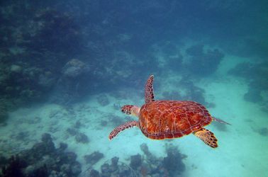 La tortue verte