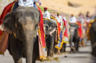 Élephants sacrés