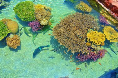 Coraux marins d'Eilat 