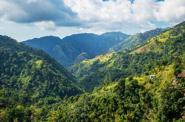 Les Blue Mountains et ses plantations de café