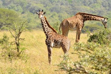 Nairobi & ses environs