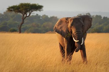 La réserve nationale du Masai Mara