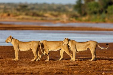 La réserve nationale de Samburu
