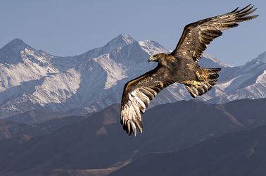 Aigle royal